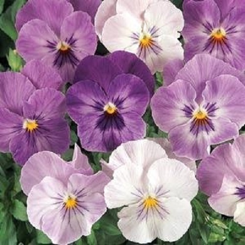 NEW! 35+ PANSY PANOLA LILAC SHADES FLOWER SEEDS / LONG LASTING ANNUAL / SHADE
