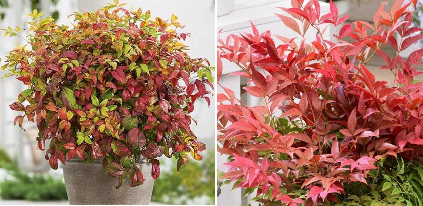 Heavenly Bamboo Nadina Domestica Seeds Free Shipping!