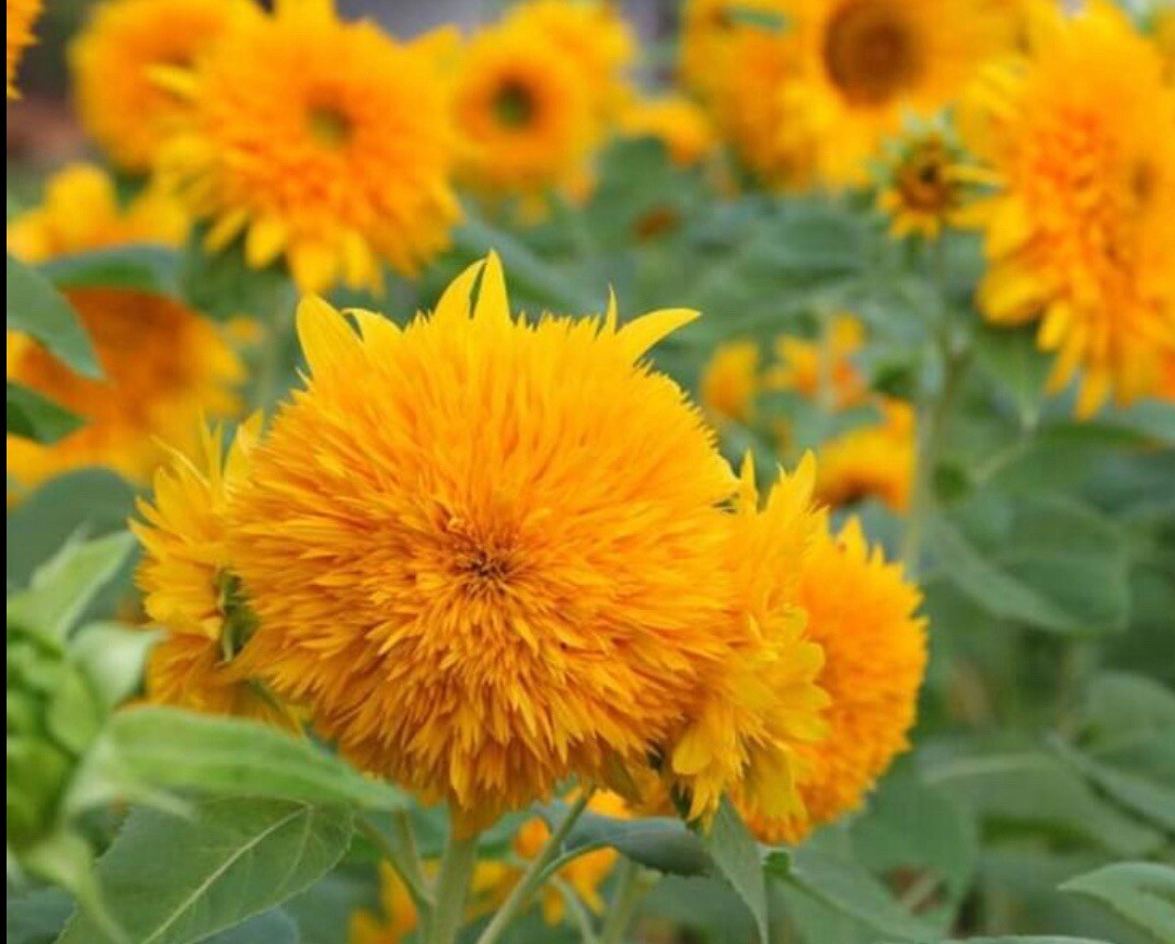 20+SEEDS Dwarf Teddy Bear Sunflower Seeds. Non GMO| Heirloom￼|Free Shipping