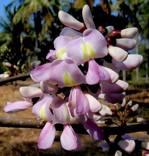 Gliricidia Sepium 100 Seed Flowering Medicinal Nitrogen Fixing Multipurpose Tree