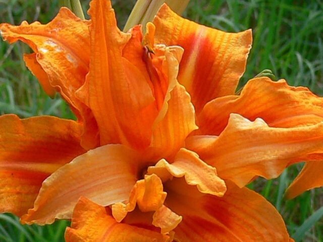 1 – KWANSO DayLily Perennial Flower Bulb Bare Root Plant * FALL SHIPPING
