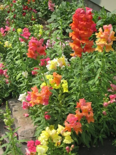 2000 SNAPDRAGON CORONA MIX Antirrhinum Majus Flower Seeds *Flat S/H