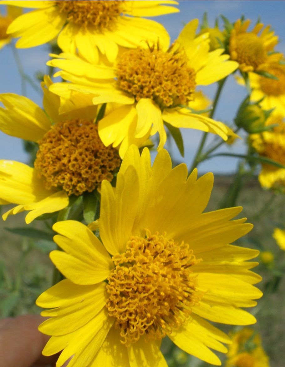 500+ Golden Crownbeard Seeds, Cowpen Daisy Seeds, Butter Daisy Seeds