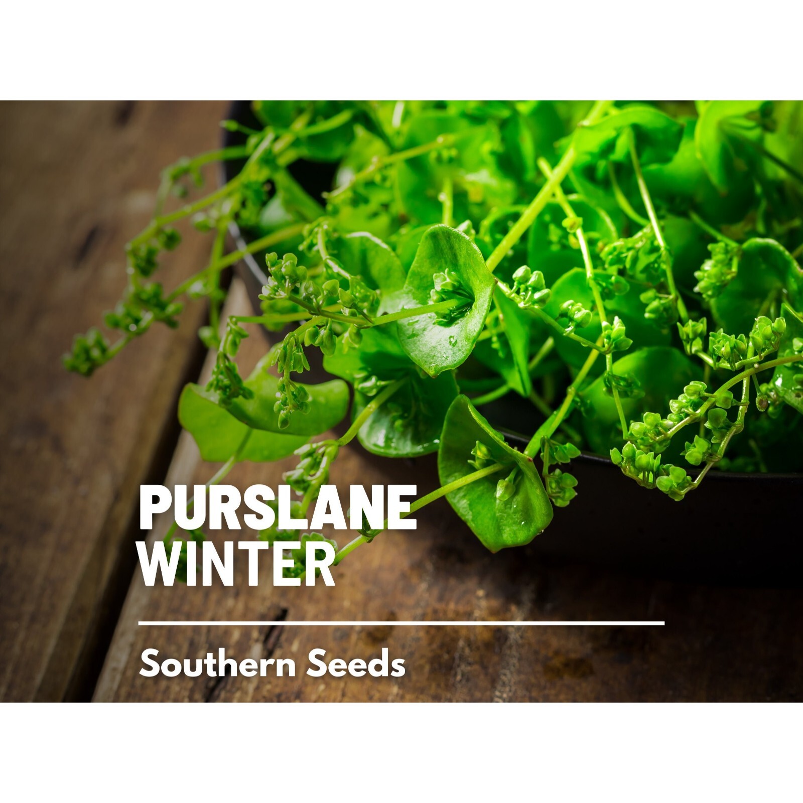 Purslane, Winter (Miner’s Lettuce) – 100 Seeds – Heirloom – Medicinal & Culinary