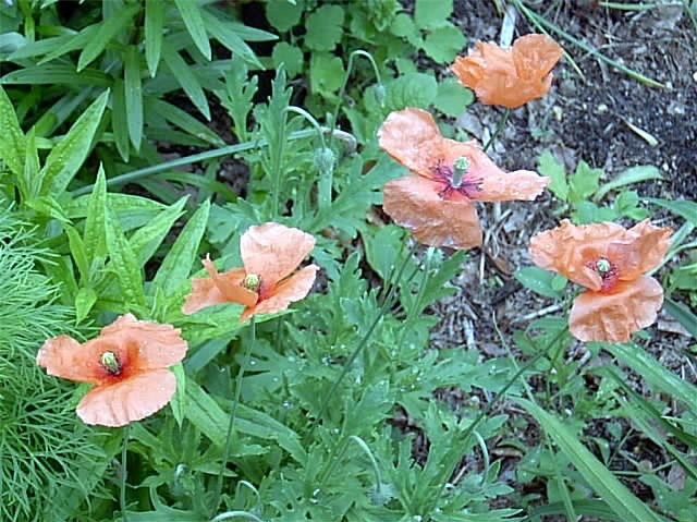 100 ANNUAL PINK POPPY SEEDS – Papaver ssp