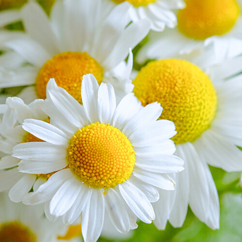 German Chamomile Seeds | Heirloom – Non-GMO | Free Shipping | Herb Seeds | 1152