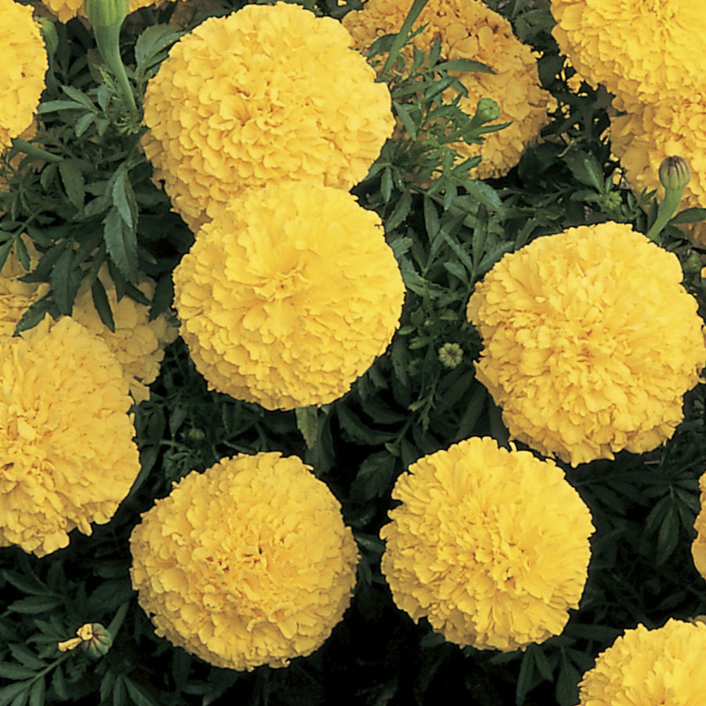 Marigold Seeds African Marigold Inca Yellow 25 Seeds Large Blooms