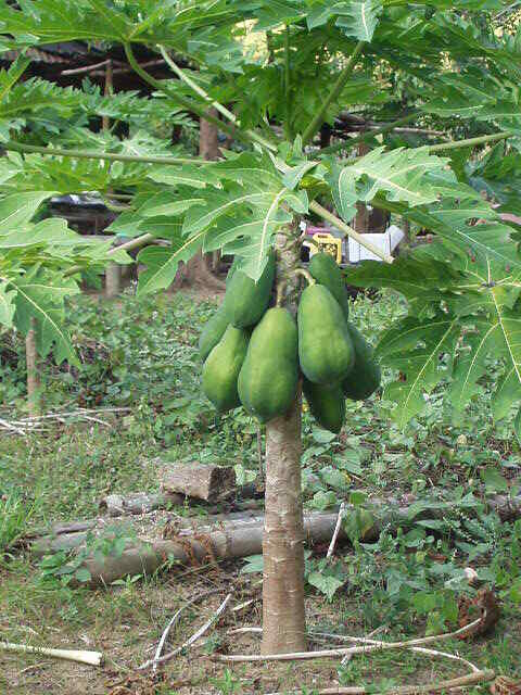 50 Original Solo Sunrise Papaya Seeds Bear Fruits Low To The Ground In 9 Months