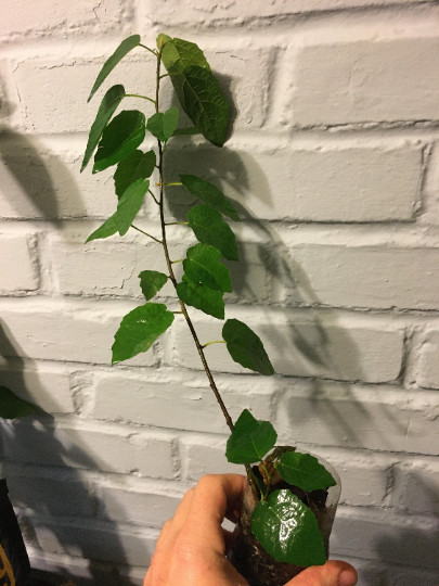Ficus Fred Boutin, rooted plant 1 year old