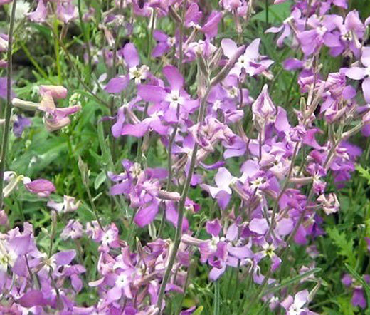 NIGHT SCENTED STOCK Matthiola Bicornis – 1,000 Seeds