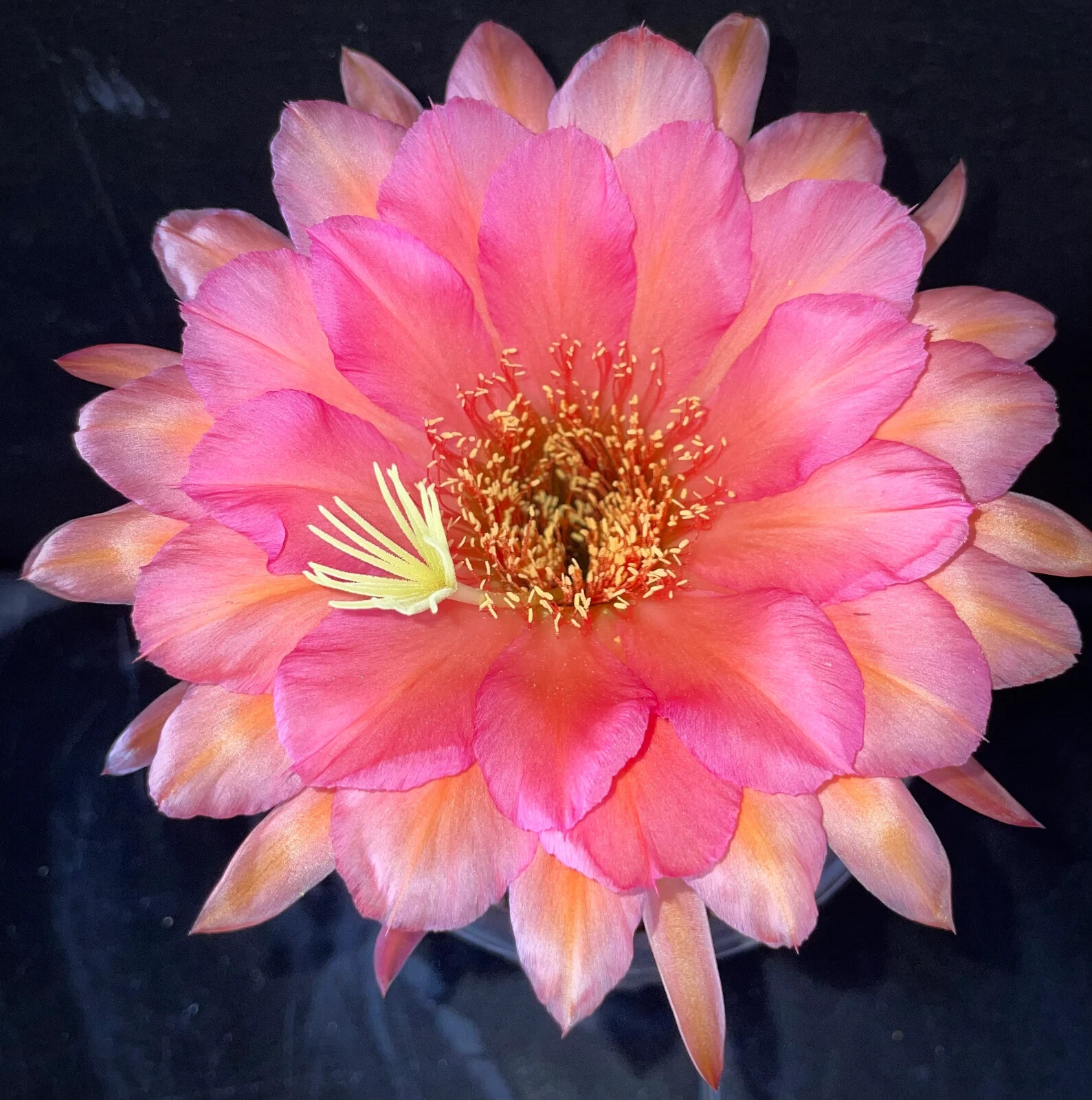 ECHINOPSIS,Hybrid,SWEET ALOHA, T. Cereus,Plant,Blooming,Cactus,Succulent
