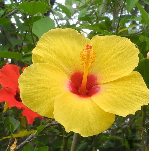 Tequila Hibiscus Live Plant – 4-6″ Tall – Tropical Flowering Houseplant for Gard