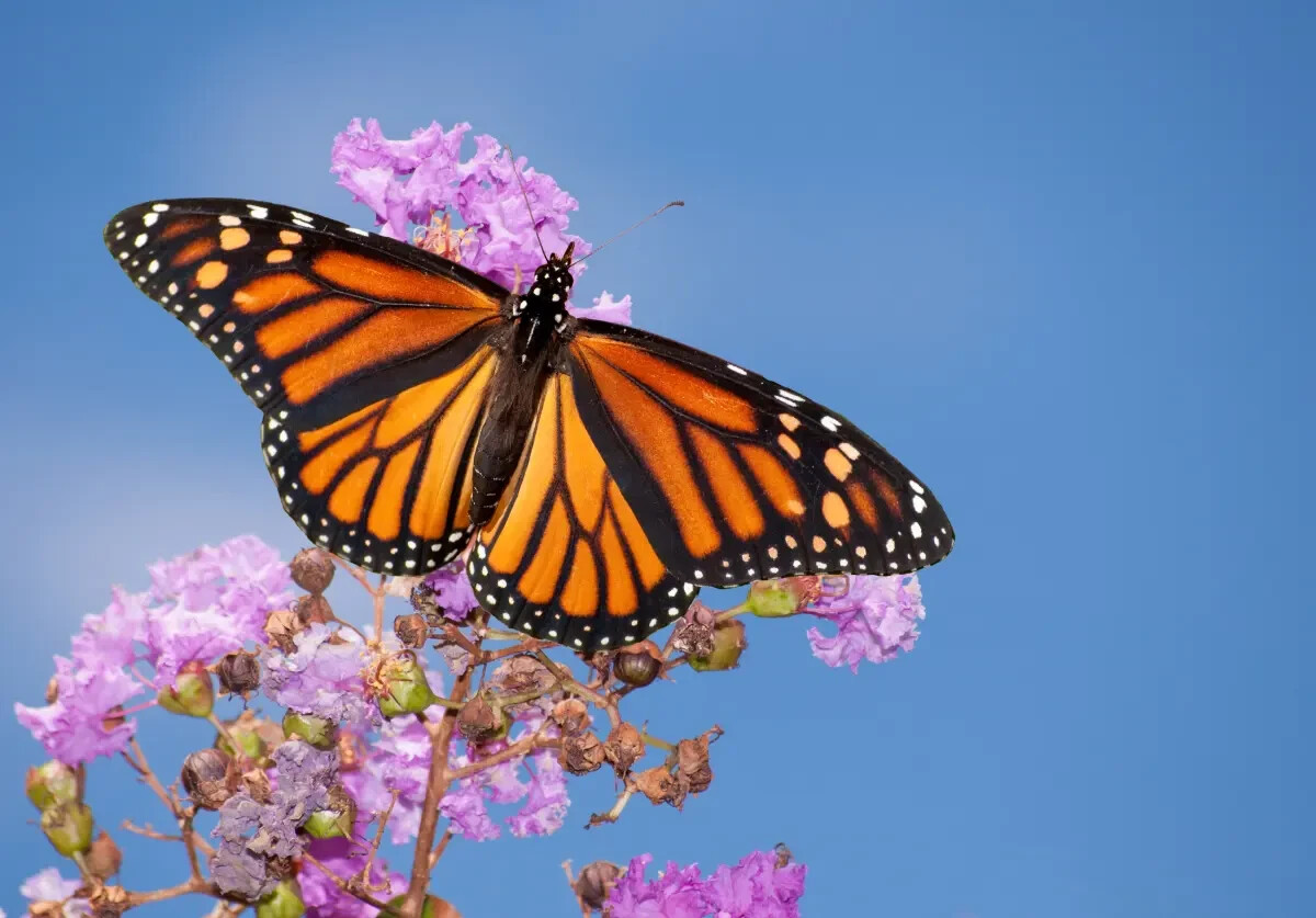 Help Save the Monarchs! 100+ Milkweed Seeds. Free Shipping
