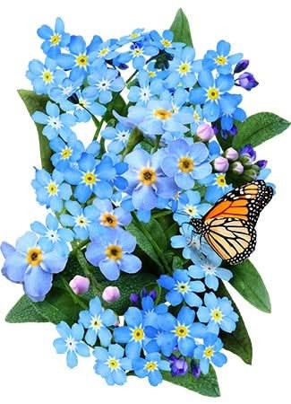 Blue Forget-Me-Not Seeds For Planting (Myosotis sylvatica)