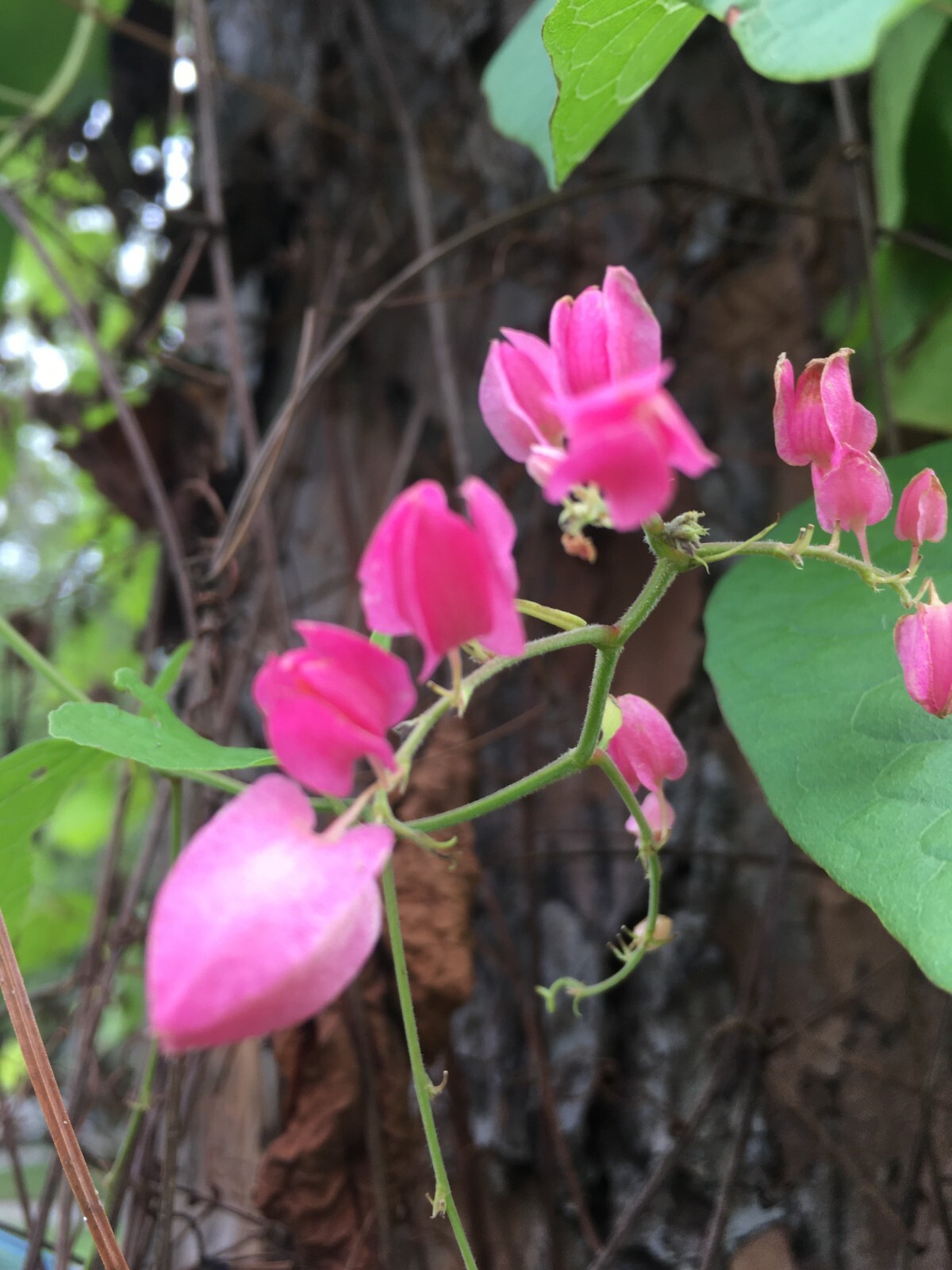 50+ Pink Coral Vine Seeds Antigonon leptopus Plant Perennial Vine Seeds Bee Bush