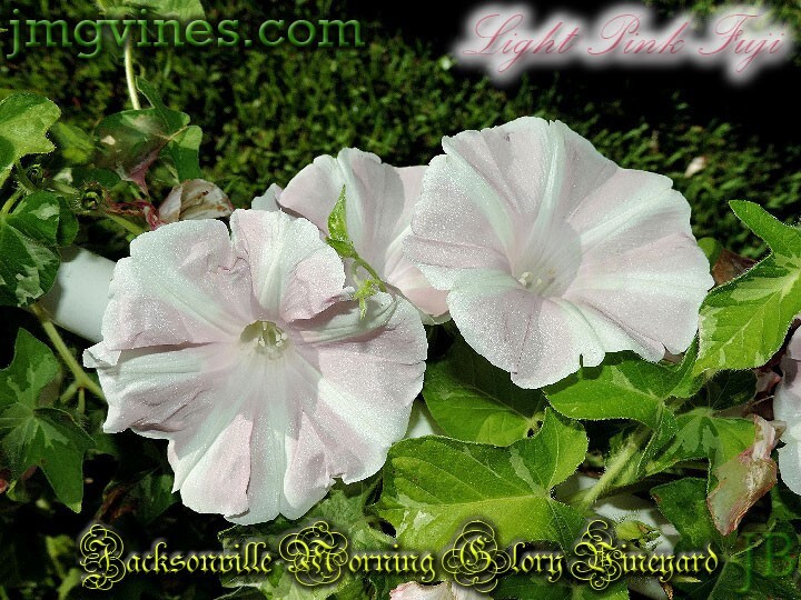 Light Pink Fuji Japanese Morning Glory 6 Qty