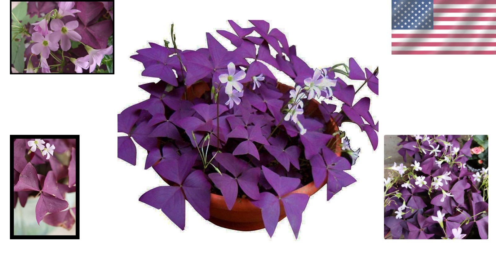 Good Luck Purple Shamrocks – 12 Air-Purifying Oxalis Bulbs for -Round Blooms