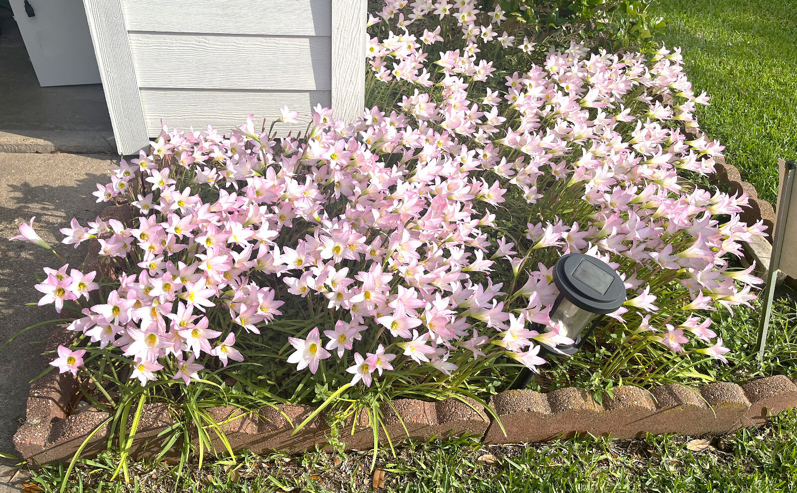 Rain Lily zephyranthes 10 purple drought, flood, freeze resistant ship w/root