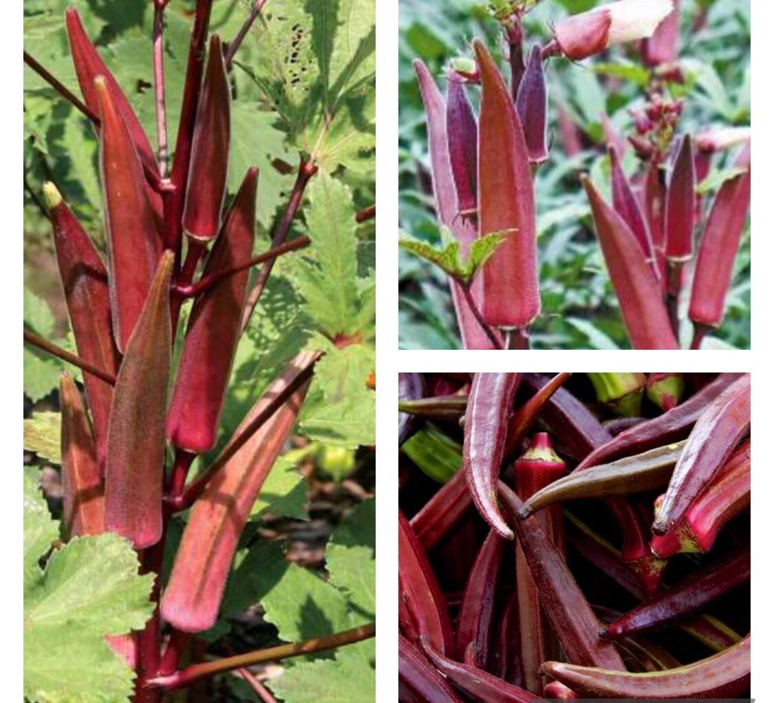 50+SEEDS- Red Burgundy Okra Seeds, NON-GMO, Heirloom, FREE SHIPPING