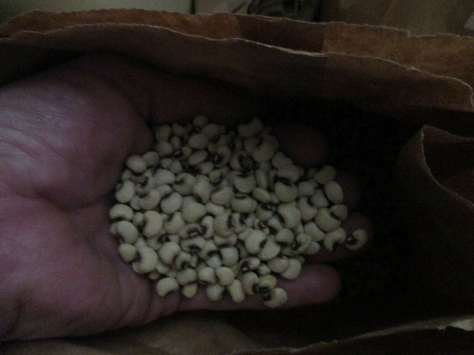 PINKEYE PURPLE HULL PEAS 150 SEEDS 1oz