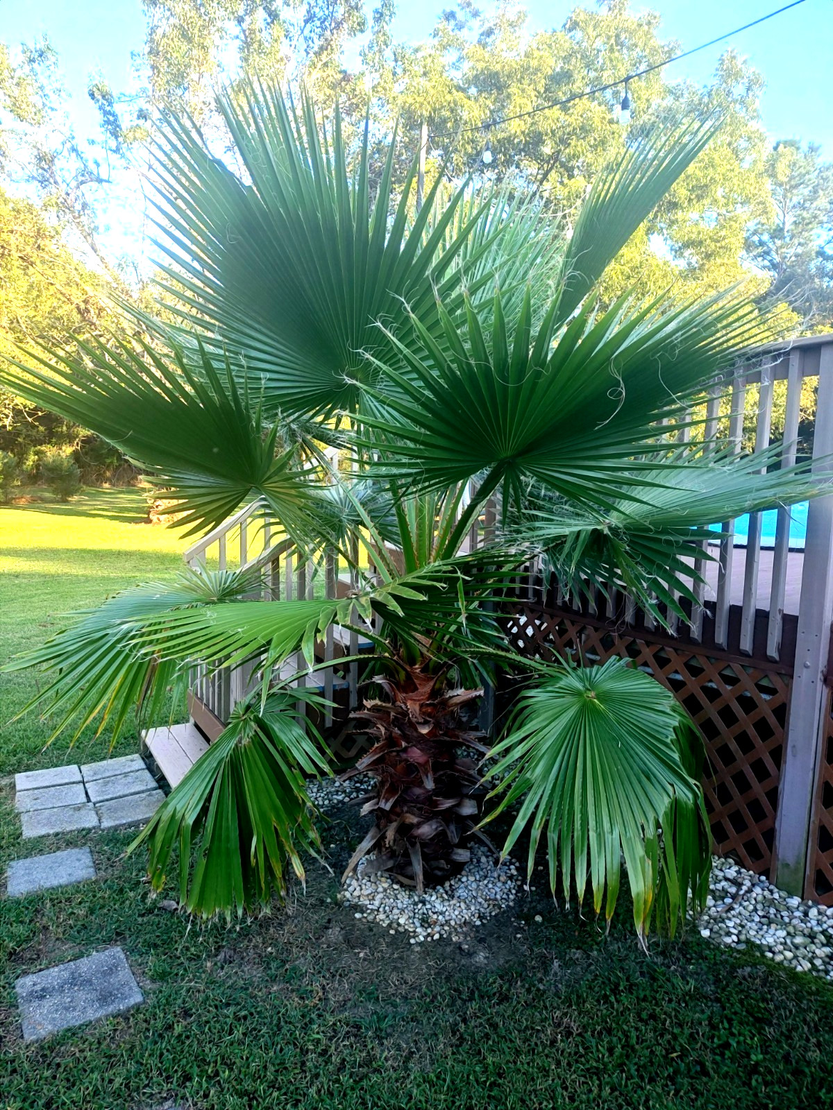 CALIFORNIA DESERT FAN PALM TREE SEEDS (Washingtonia Filifera) Cold Hardy-Zone 8