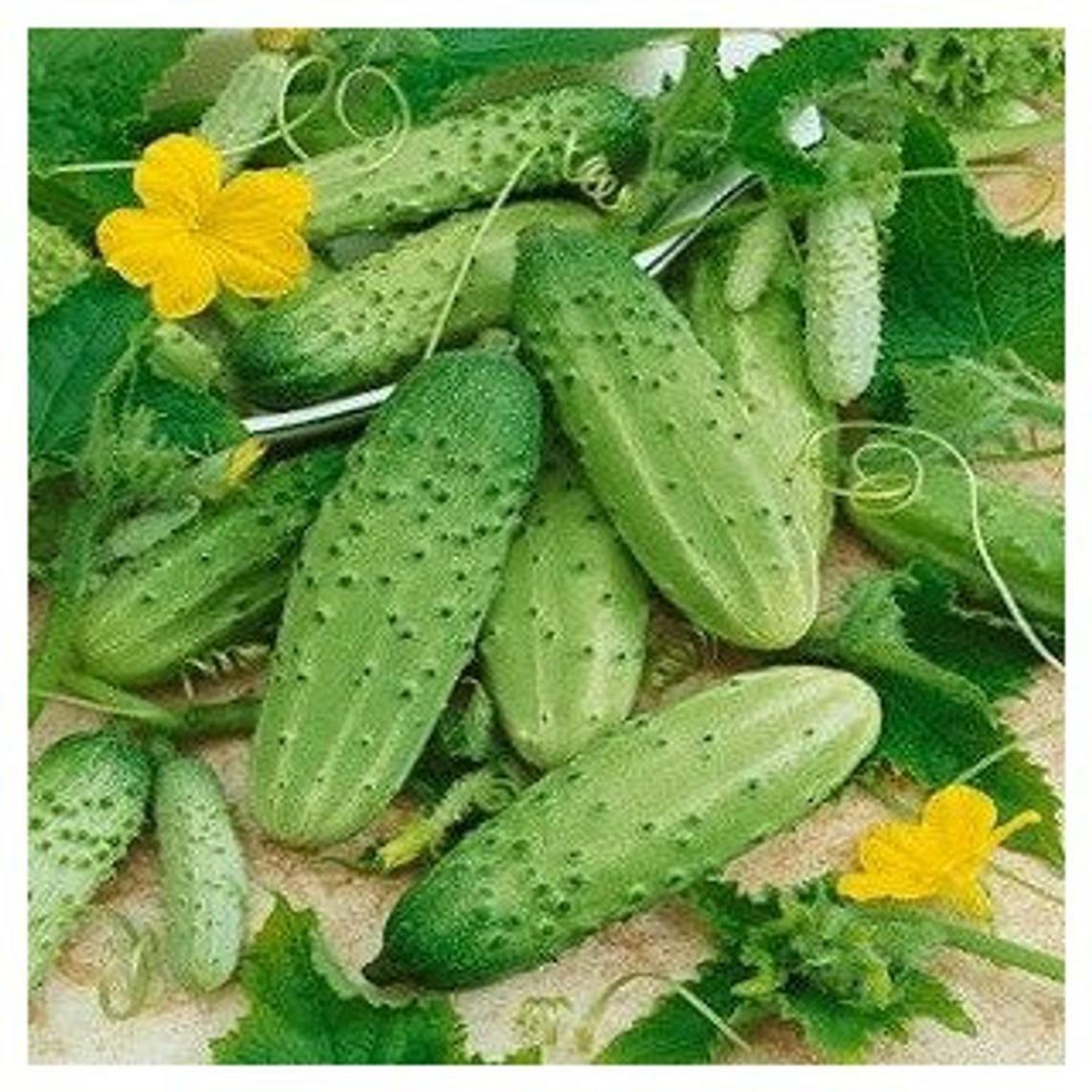 Boston Pickling Cucumber Seeds | Heirloom Vegetable Garden | Dưa Leo 2024 Season