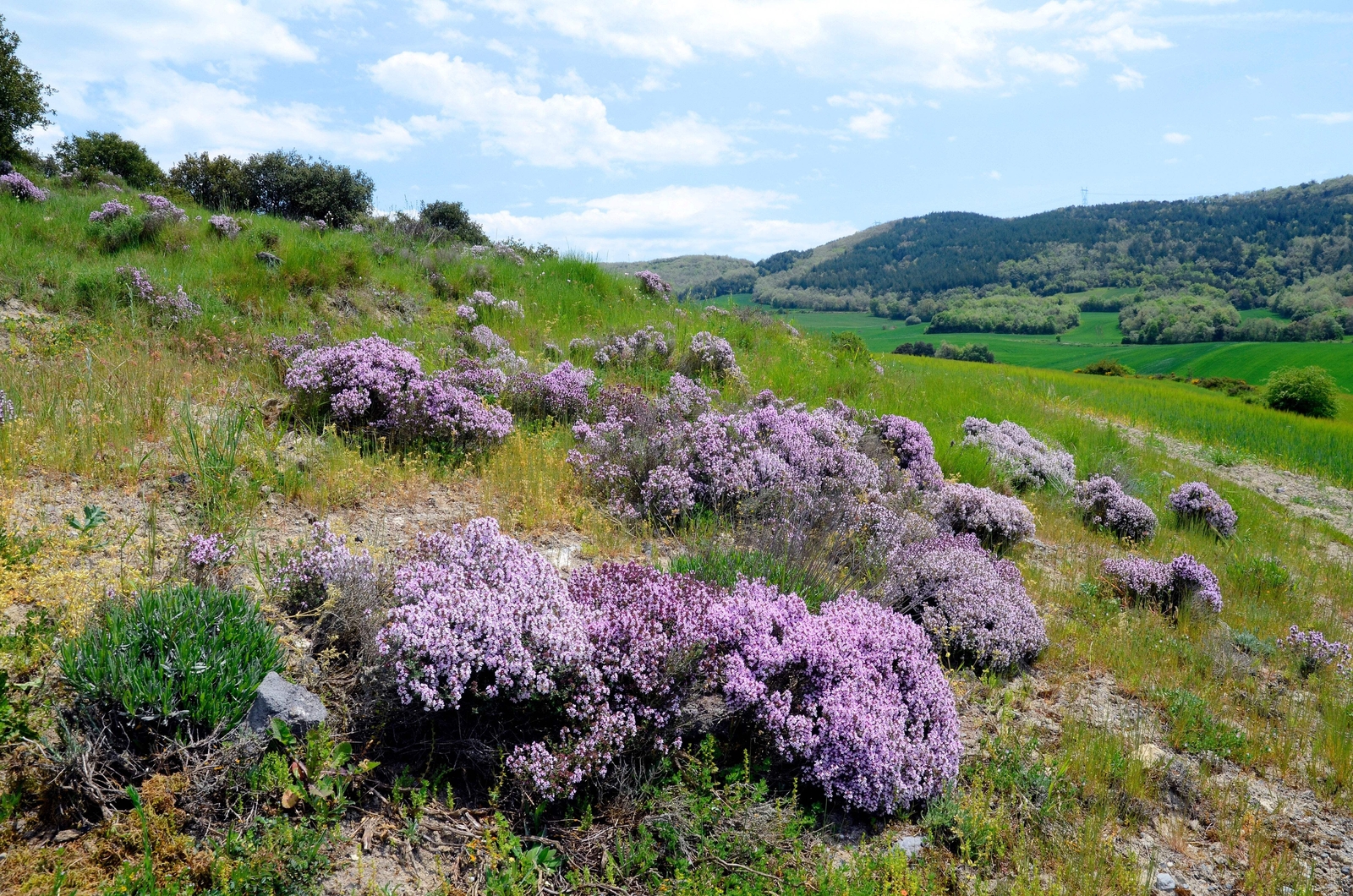 1000 THYME Common English German French Garden Winter Thymus Vulgaris Herb Seeds