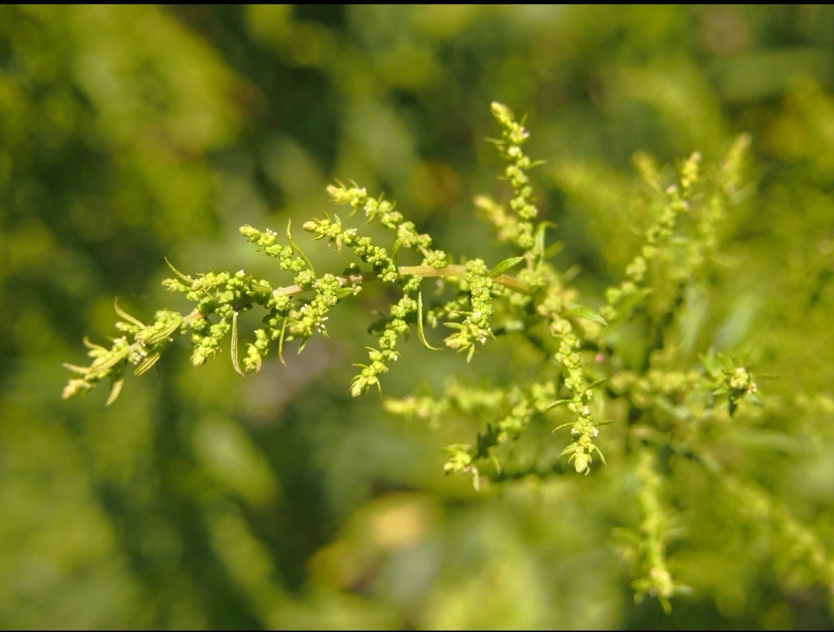 1,000 EPAZOTE Seeds (Chenopodium ambrosioides) | NON-GMO | Free, Fast shipping