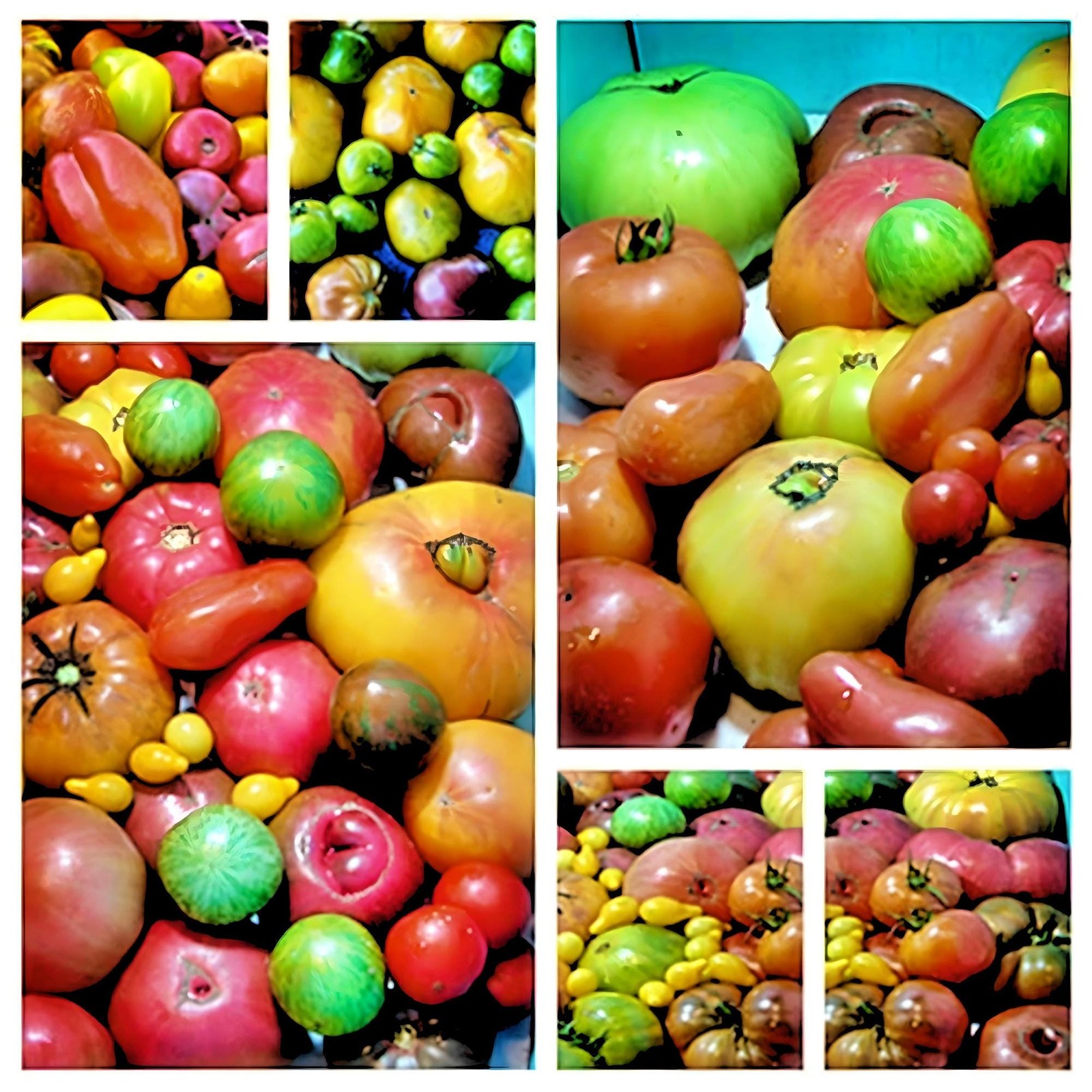 Heirloom Tomato Seeds Box Garden Seeds LLC Super Surprise Mix USA Grown