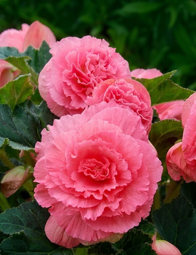 3 Giant Ruffled Pink Begonia Tubers | Large Double Pink Begonia Bulbs