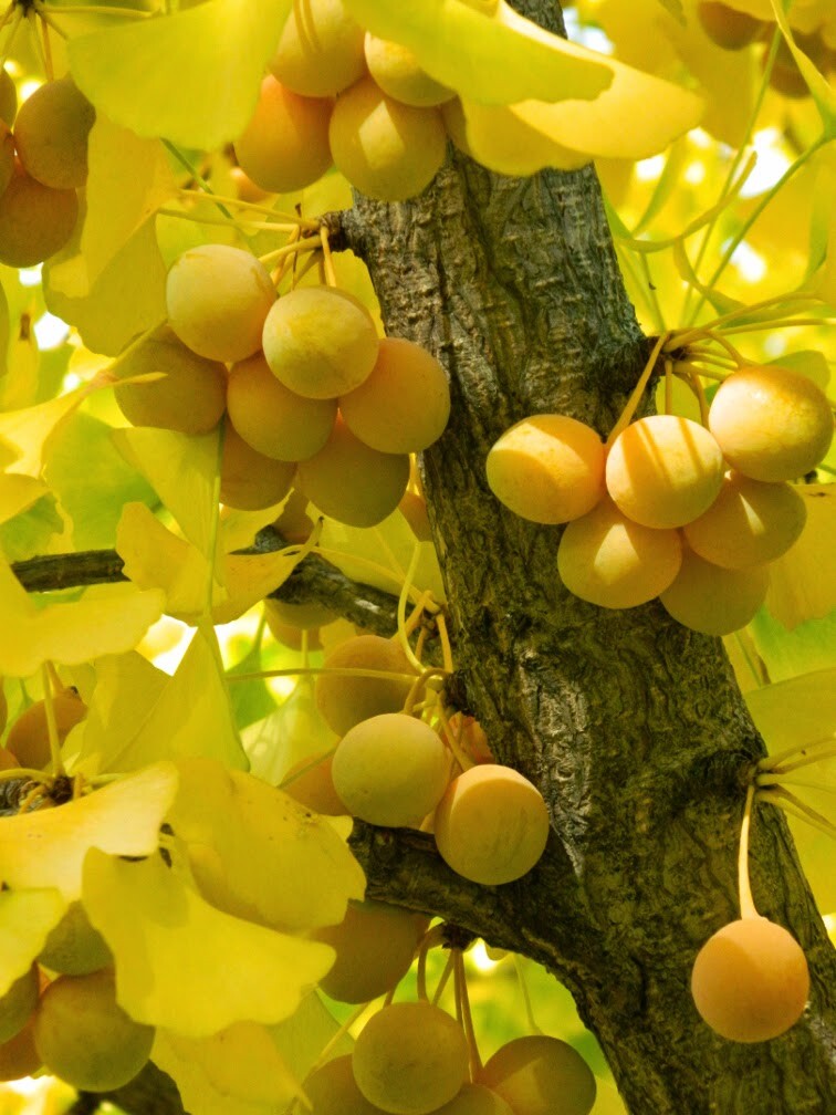 Ginkgo Biloba Tree 8 Seeds, Hardy Medicinal Supplement Herb Bonsai Maidenhair