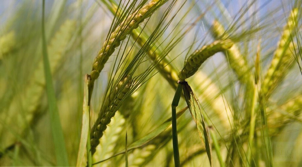 4 oz Barley – NON GMO microgreen seeds for Sprouting Sprouts