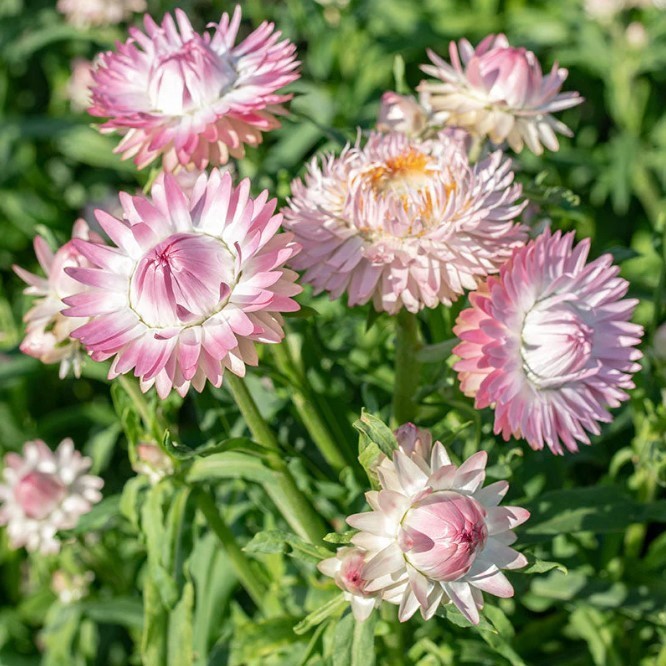 Silvery Rose Strawflower – Pack 100 Seeds – Annual Rose Pink Blooms Plant