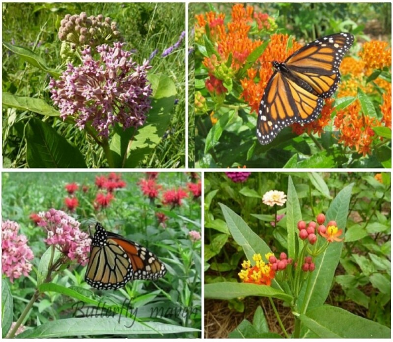 Milkweed Seed Mix 4 species Asclepias common orange swamp tropical