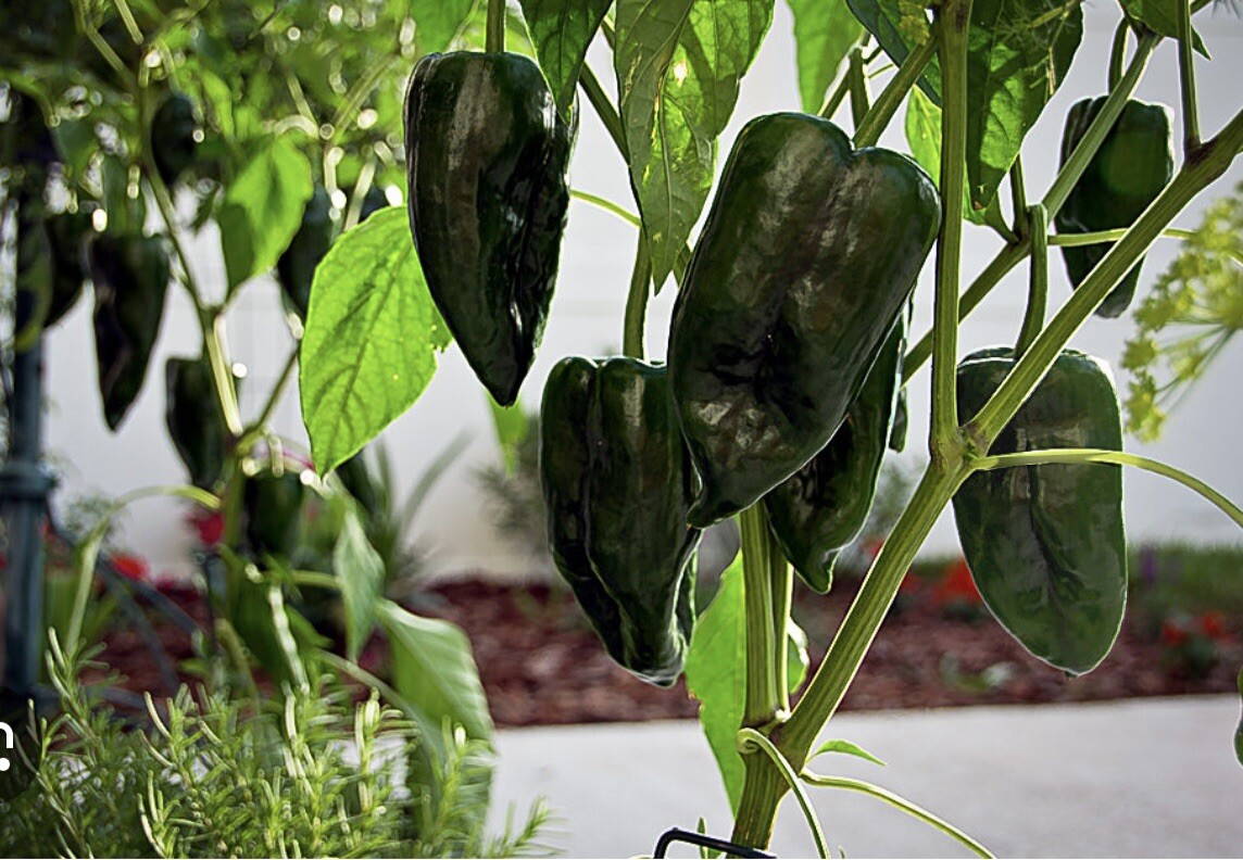 50 Sweet Ancho Poblano Pepper Seeds Mexican Heirloom NON-GMO,Organic Fresh