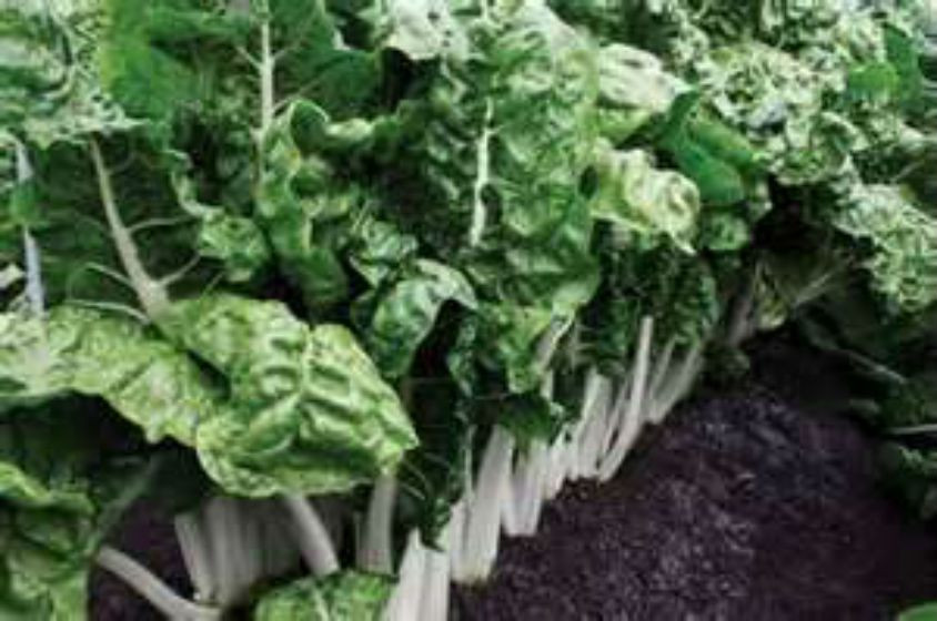 Swiss Chard Fordhook Giant! COMBINED S/H! SEE OUR STORE!