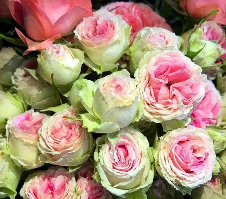 Pink and Green Rose Seeds ~ Flower Bush ~ Perennial Flowers ~ Roses ~ Fragrance