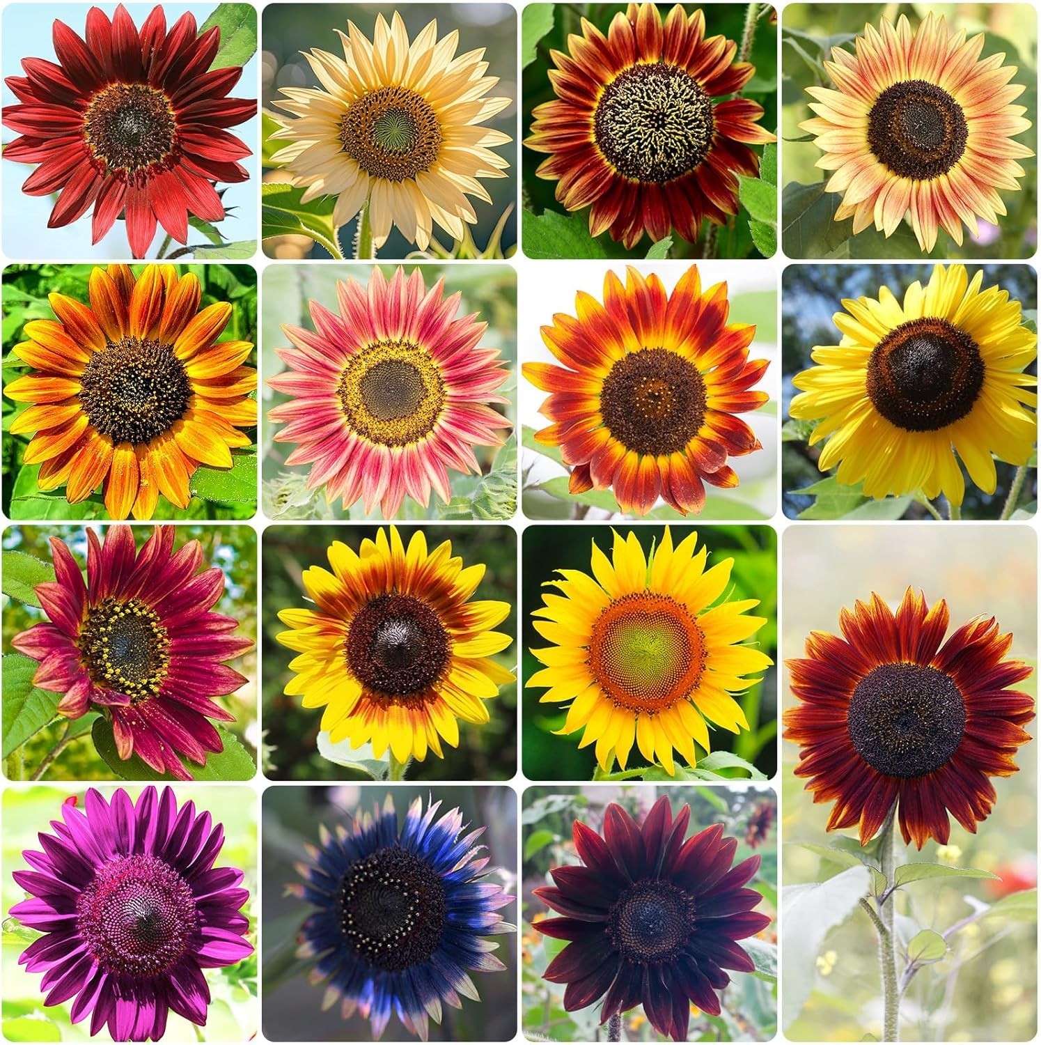 1 Oz Pack of 15 Colorful Sunflower Seeds – Edible & Ornamental Garden Decor