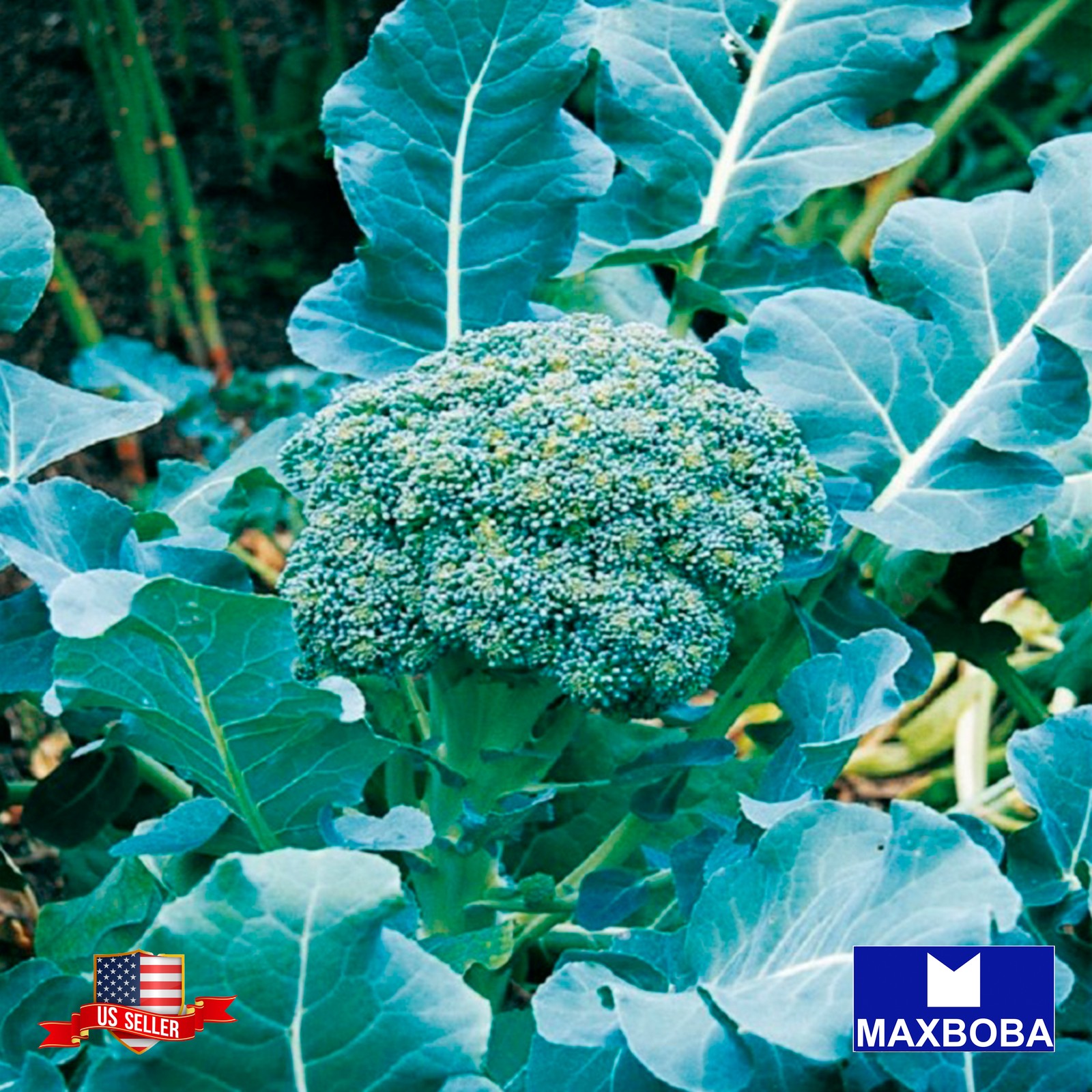 300 Green Sprouting Calabrese – Broccoli Seeds -Non-GMO Heirloom Vegetable