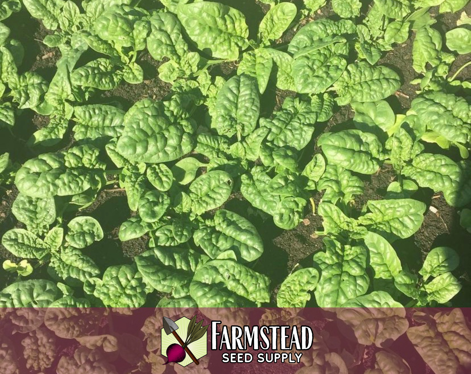 1100+ Spinach Seeds [Bloomsdale Longstanding] Vegetable Gardening, Non-GMO, USA