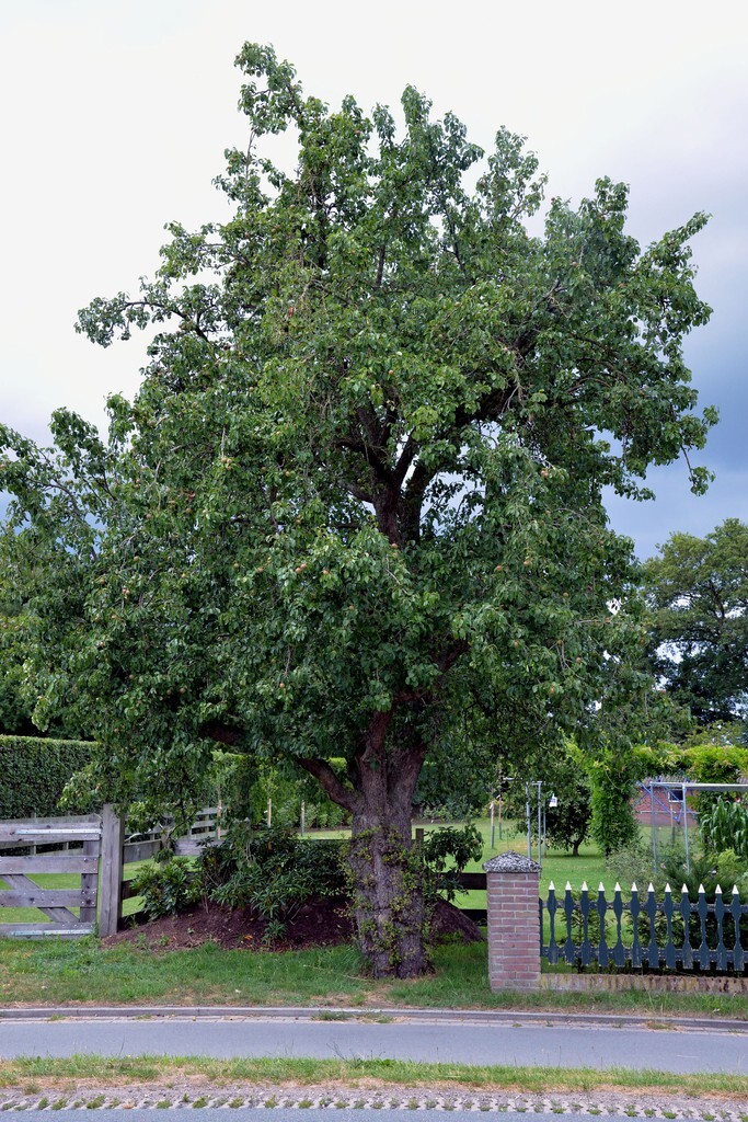 European Pear | Premium Seeds | Pyrus communis ‘Fruit’ | Plants’®