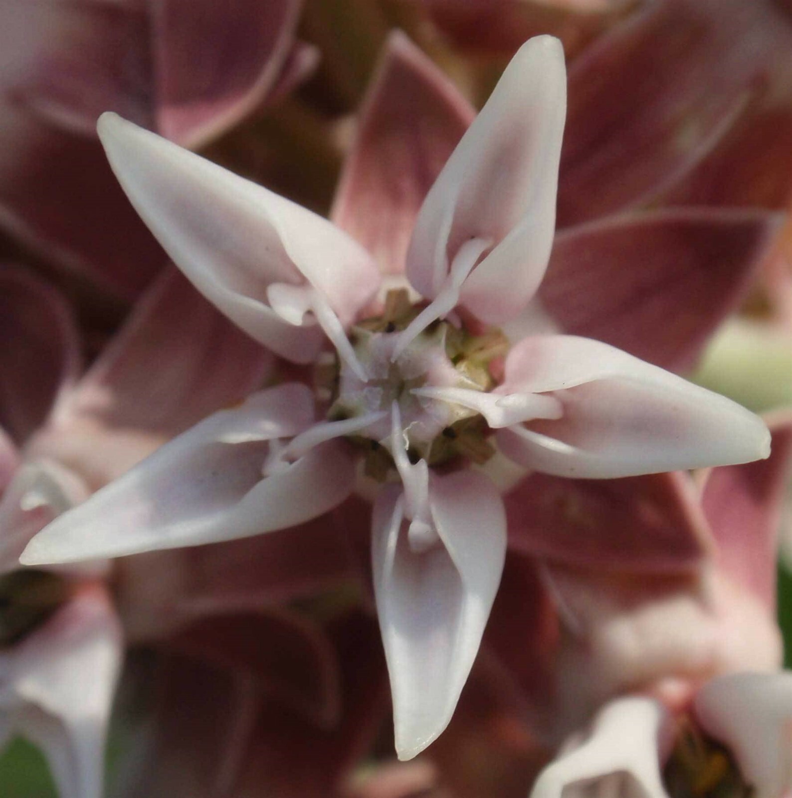 Asclepias speciosa | Showy Milkweed | Greek Milkweed | 100_Seeds