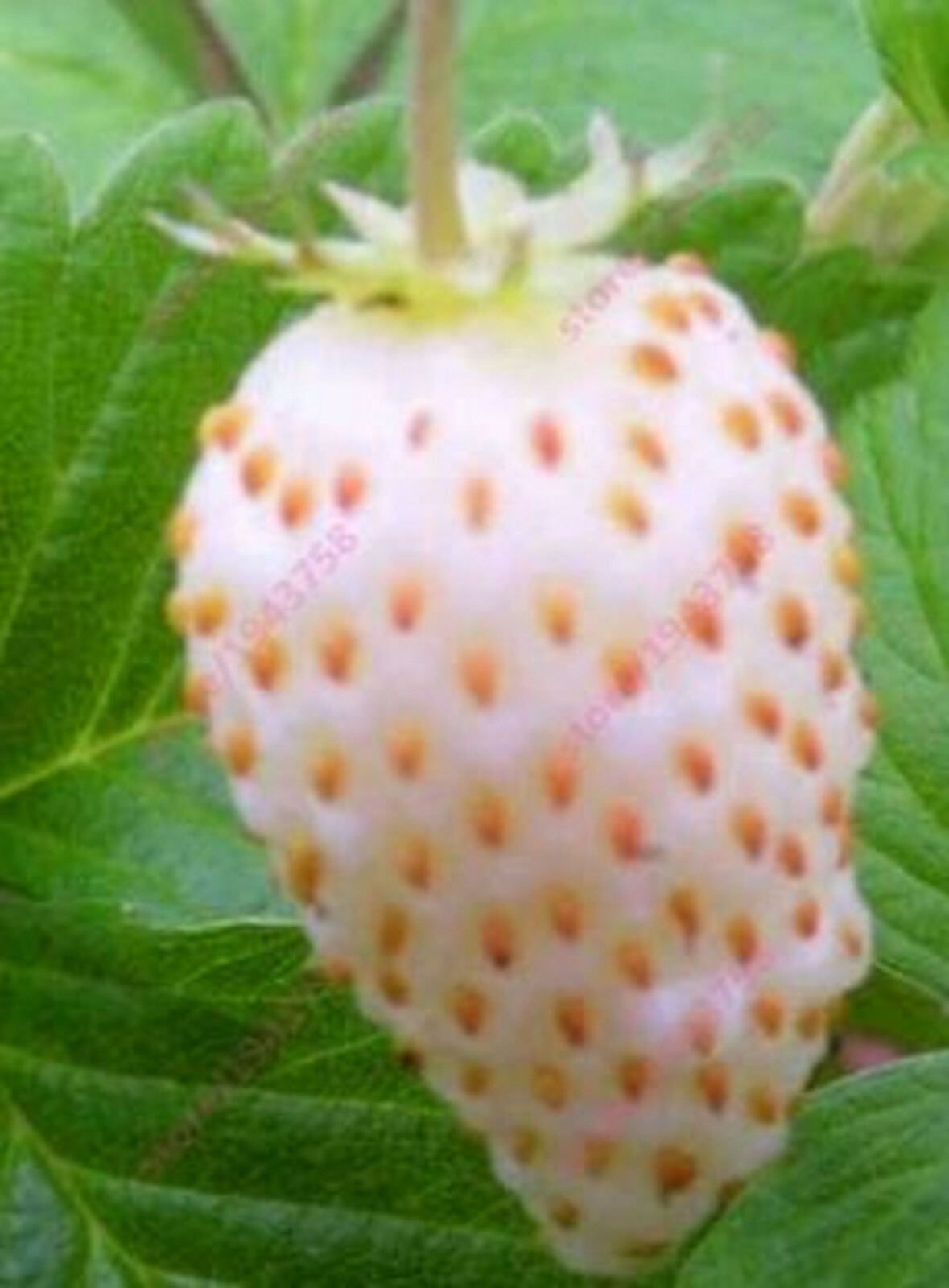 RARE WHITE STRAWBERRY Alpine fruit Tree 10 SEEDS -Combined Shipping (USA seller)