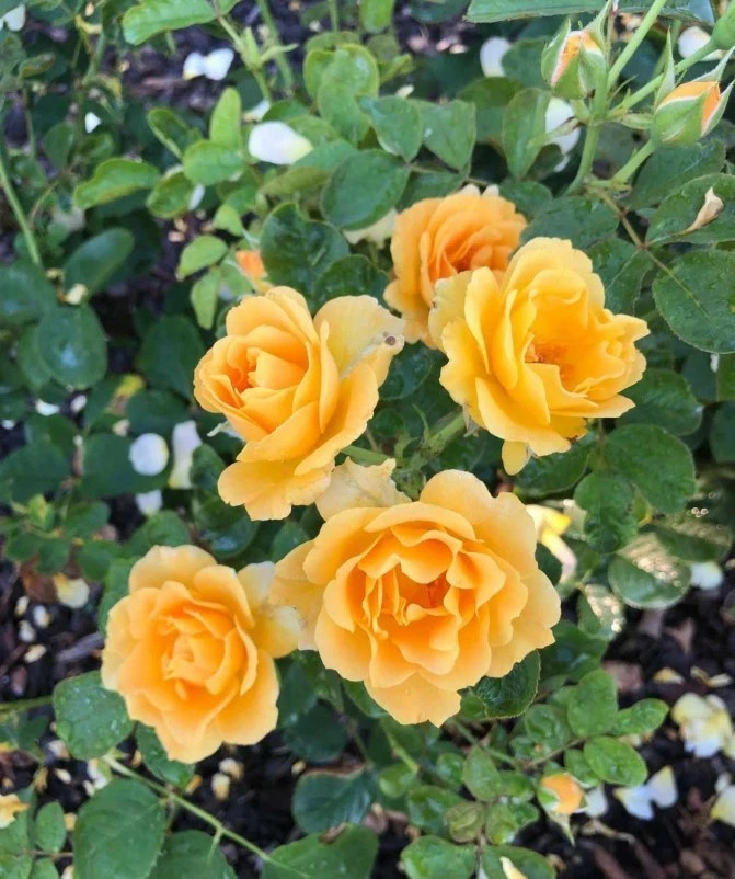 Honey Perfume Rose Seeds- 50 or 100 Seeds.USA Seller- Free Shipping