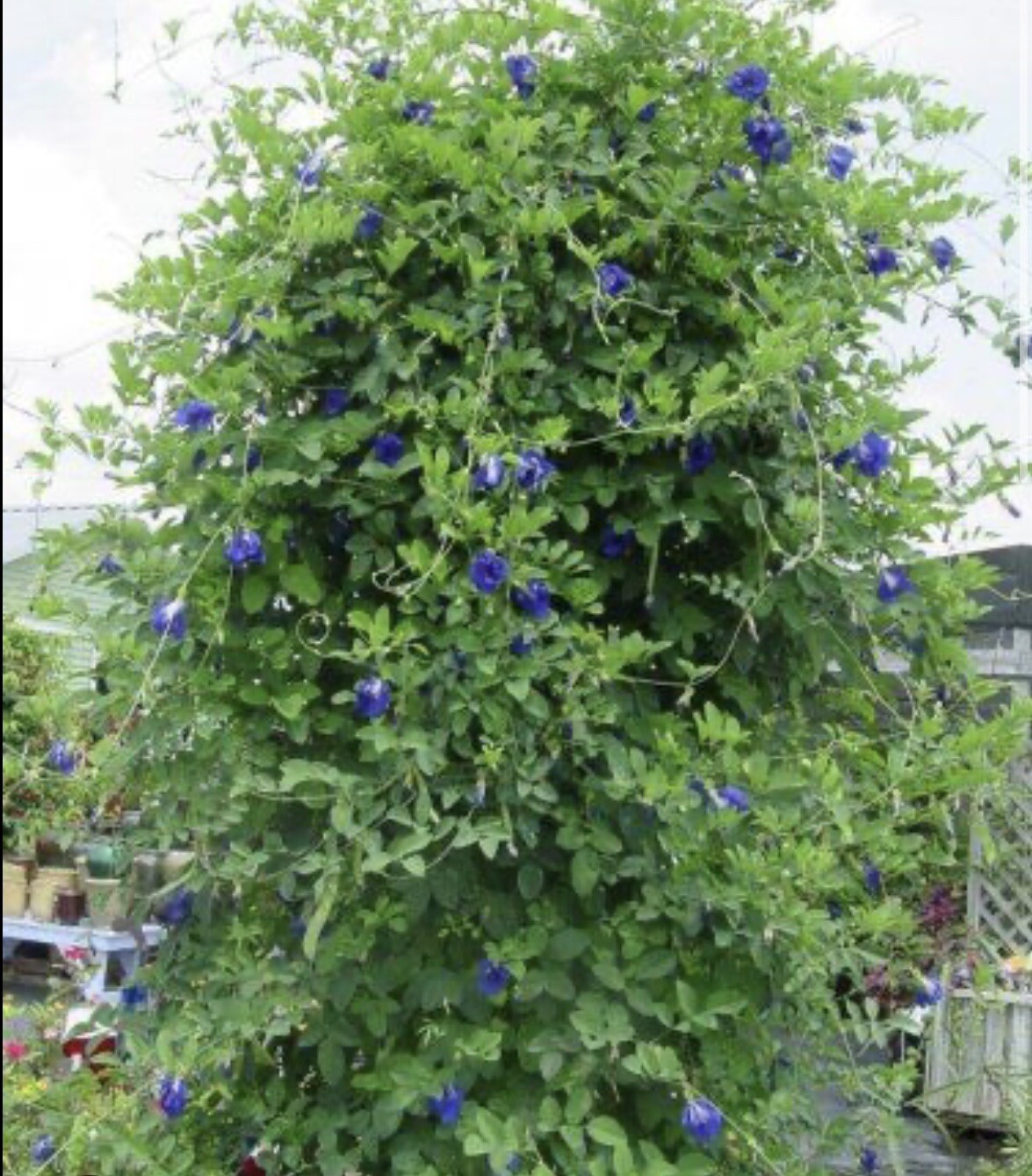 25+ Thai Double Blue Butterfly Pea Seeds, Clitoria ternatea, Genuine USA