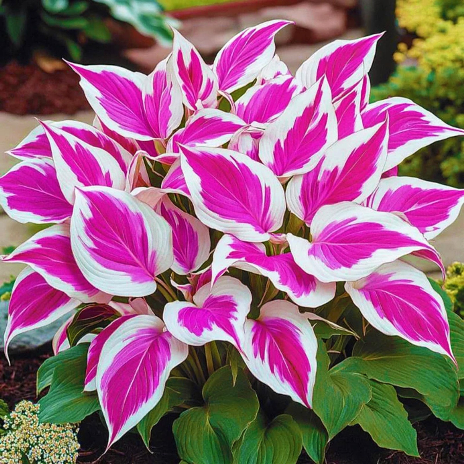 400+ Perennial Rare Hosta Seeds HeartShaped Hosta Bare Roots Rich Foliage, H…