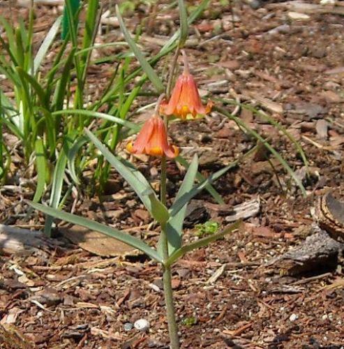 Fritillaria eastwoodiae | Butte County or Eastwood’s Fritillary | 5 Seeds