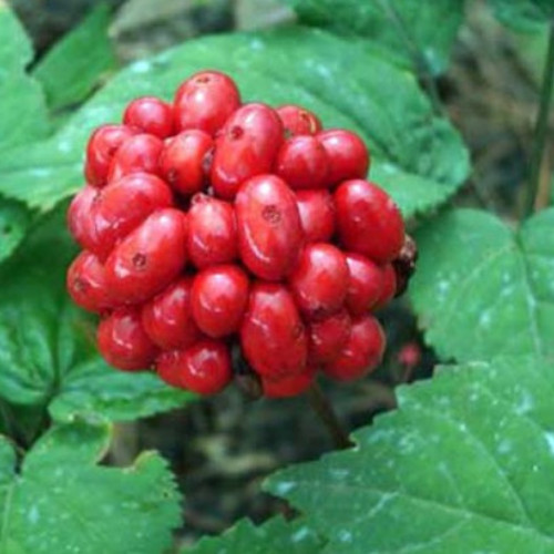 500 Stratified American Ginseng Seed Grow your own Wild Ginseng Seed