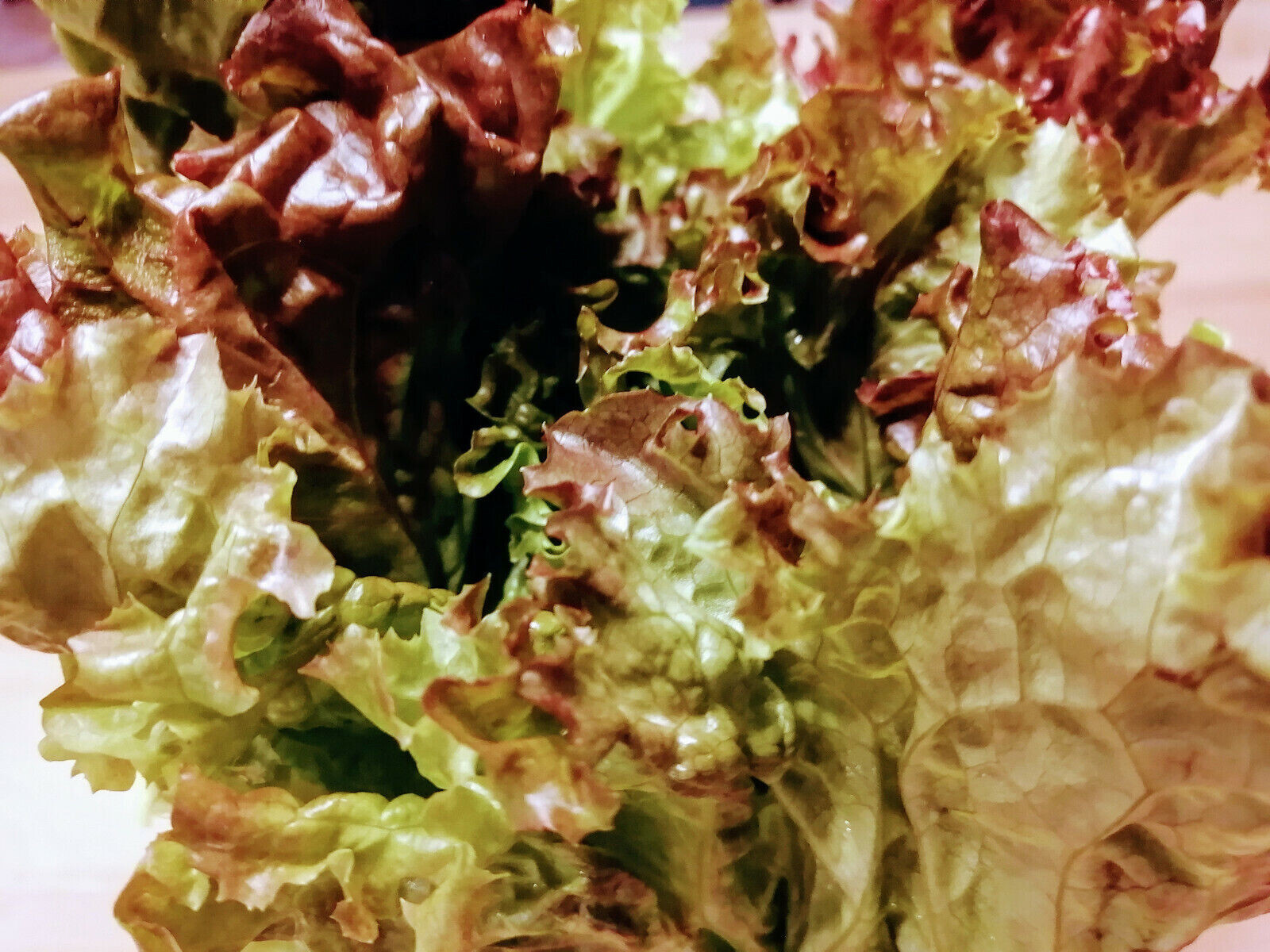 500 Organic Red Sails Loose-Leaf Lettuce Vegetable Seeds – Containers & Patios