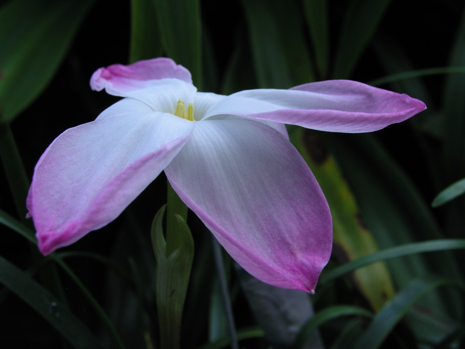 Rain Lily, Zephyranthes Labufarosea Confection, 3 bulbs, NEW, habranthus